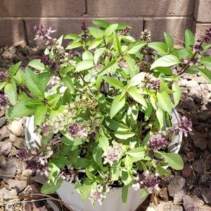 Meet your Posher, Sparky